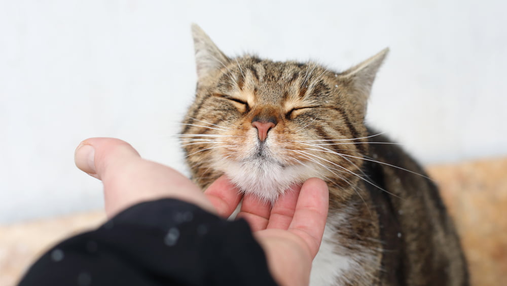 Front Page -Healthy Pets Shop dronspot spot on wormer for cats